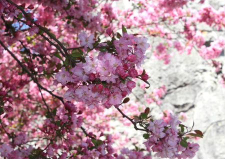 催旺桃花的风水布局