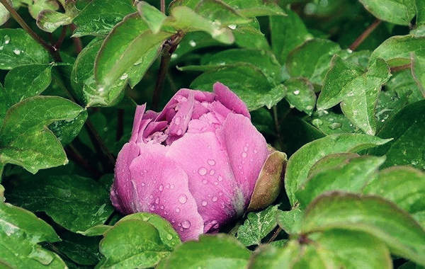 命带伤官格的命运