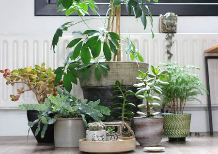 家里放什么植物风水好