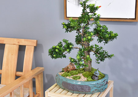 罗汉松摆放位置风水,罗汉松的风水作用