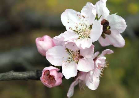 风水桃花运的位置在哪里