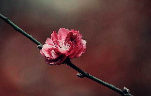 命理暗桃花是烂桃花吗