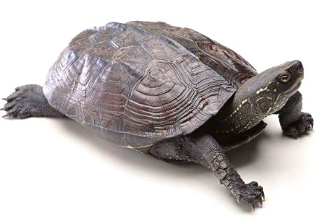 八字火命但是无水意味着什么