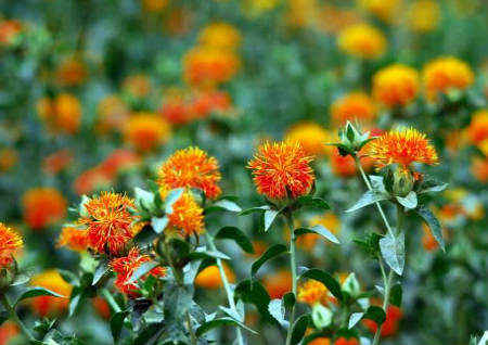 厨房摆放植物风水禁忌