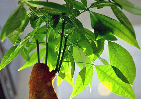 客厅摆放发财树风水禁忌