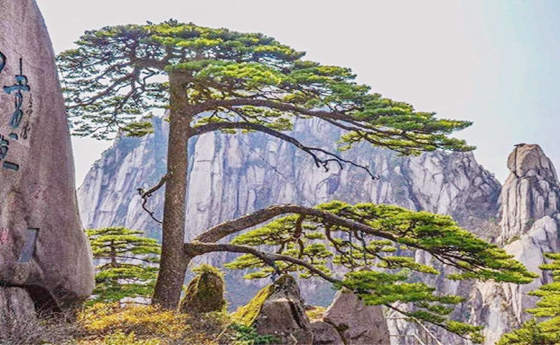 晚年无儿无女的女人面相(晚年无儿无女的女人面相特征)