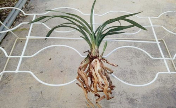 八字中正官与七杀都有