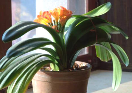 什么植物适合摆在窗台上