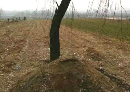 祖坟上长树风水好吗，能砍掉吗