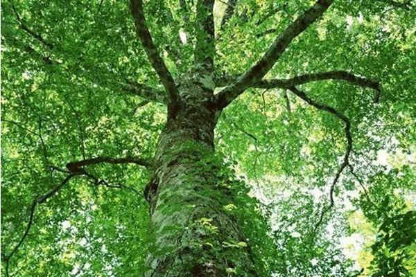 八字官禄格局详解大全