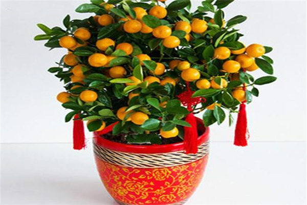 客厅旺宅招财的风水植物有哪些