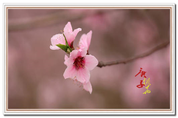 八字犯桃花会怎么样