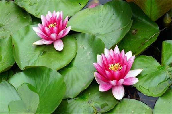 八字基本格局有哪几类