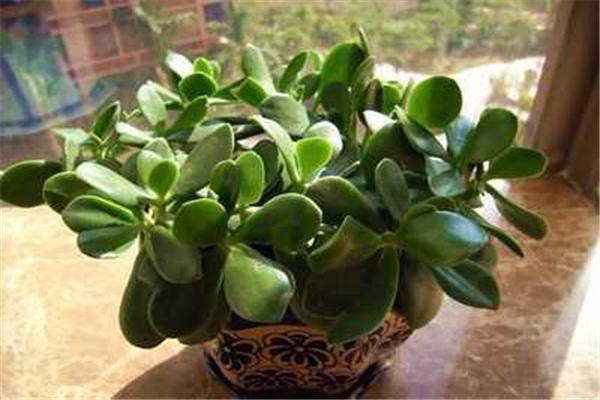 八字看适合养植物的特征