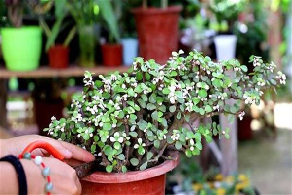 八字看适合养植物的特征