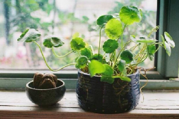 八字看适合养植物的特征