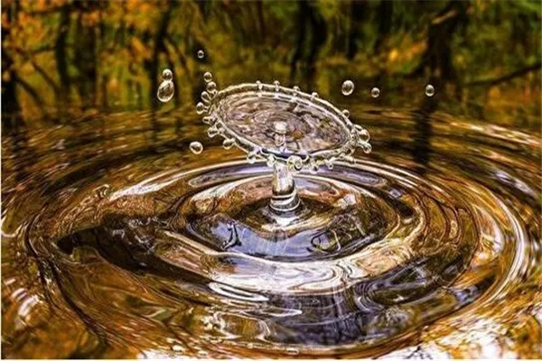 八字两干不杂格什么含义