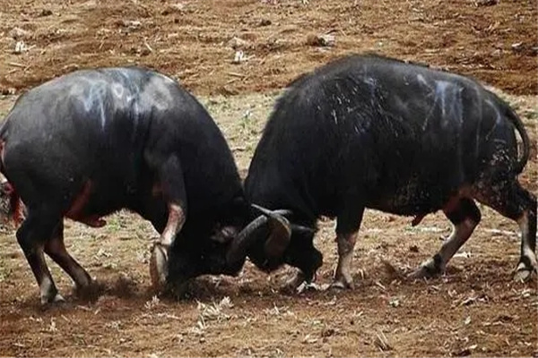 八字地支相冲会怎样