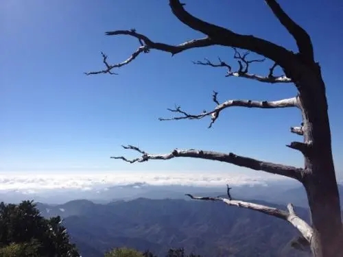 五行木弱要怎么办