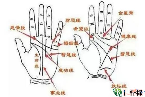 手相基础学:手相掌纹介绍