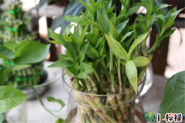 风水中怎样利用富贵竹招财