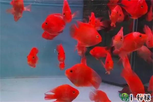养鱼的数量风水讲究