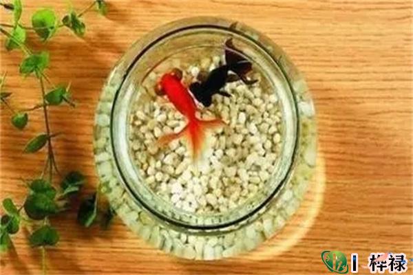 养鱼风水注意事项