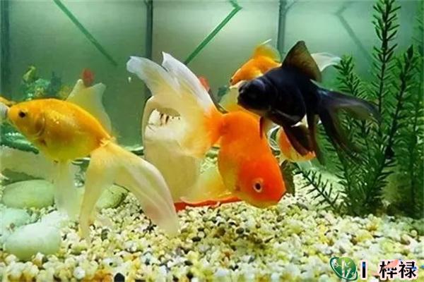 养鱼风水注意事项