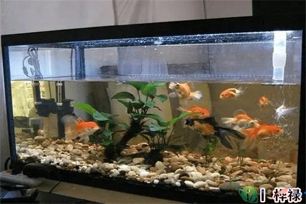 养鱼风水注意事项