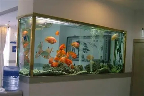 店铺鱼缸摆放讲究