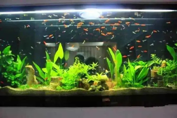 公司风水鱼缸应如何摆放