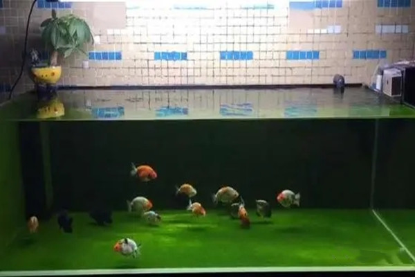 ​开门见鱼缸风水到底如何