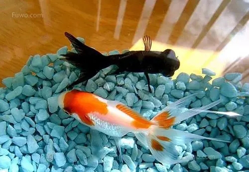 商铺鱼缸招财风水禁忌