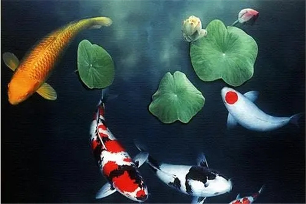 住宅摆放风水鱼的禁忌