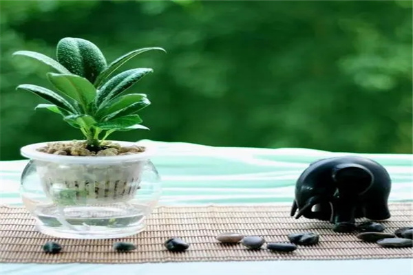 客厅花草植物的摆放风水