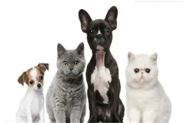 各种动物入宅预示风水