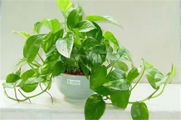 绿萝的风水作用及摆放禁忌