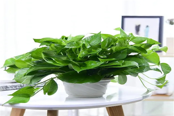 绿萝的风水作用及摆放禁忌