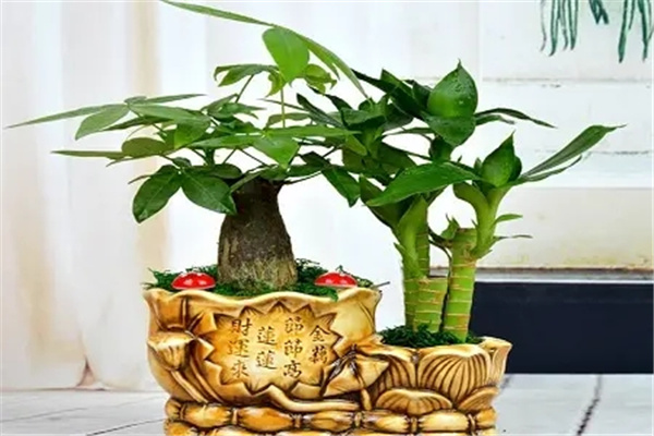 发财树怎么摆放能旺财