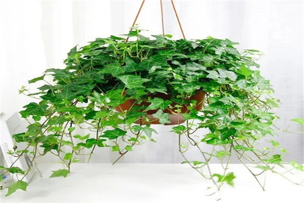 店铺宜养招财风水植物