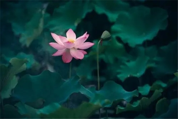 店铺宜养招财风水植物