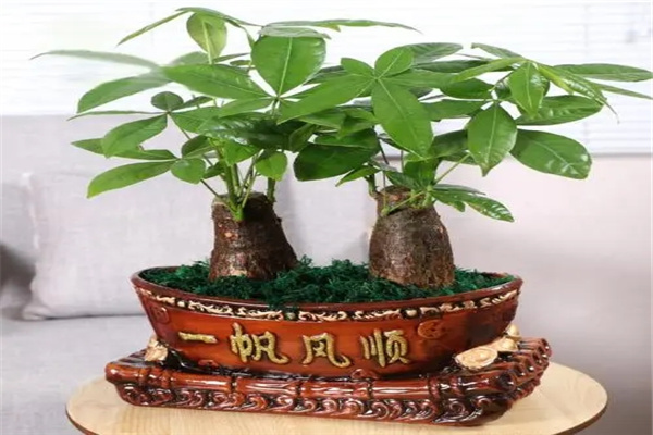 店铺宜养招财风水植物