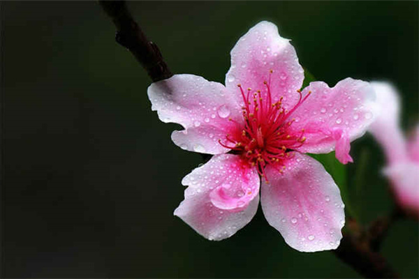 八字桃花神煞查询方法你知道几种