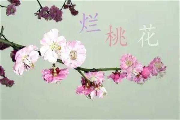 八字带桃花杀的命理含义特征