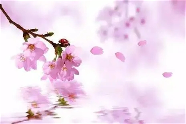 桃花子午卯酉的旺弱区分