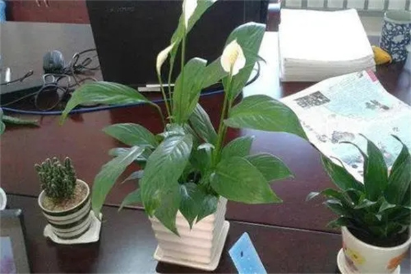 ​办公室摆花放对位置有什么好处