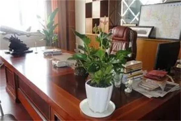 办公室摆花放对位置有什么好处