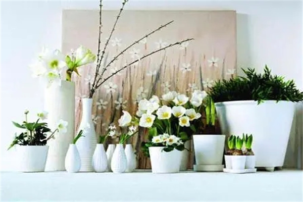 住宅内摆放花草要注意哪些风水