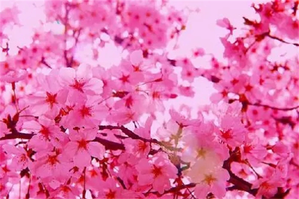 什么风水摆件能招财（什么风水摆件能招财呢）