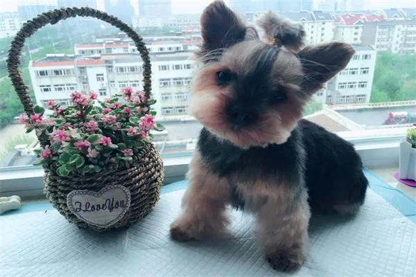 家里养狗对风水有影响吗